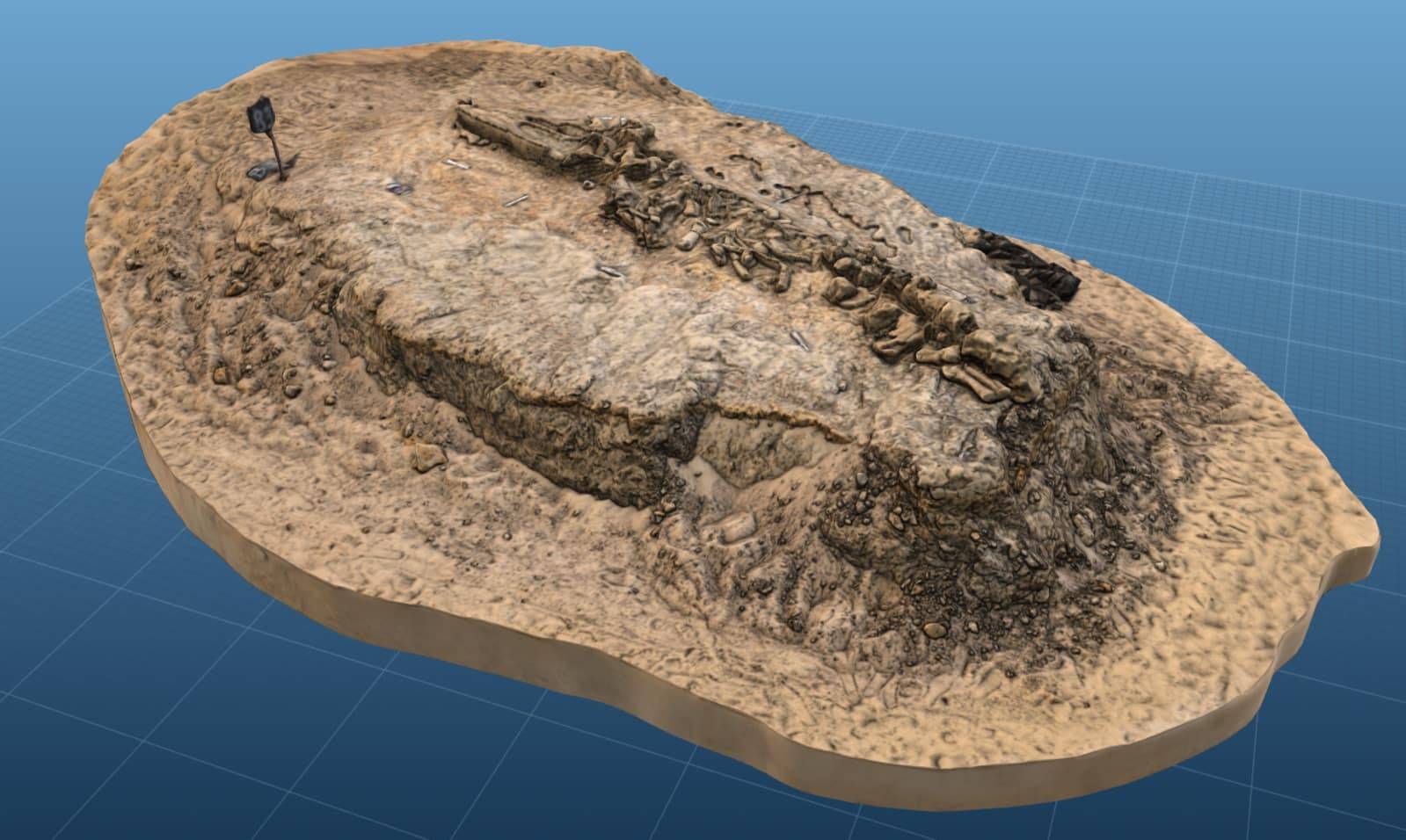 3D model of fossil whale MPC 675 from Cerro Ballena. (Image courtesy of Smithsonian.).