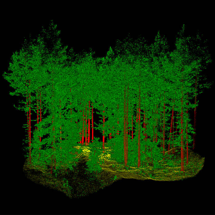 Point cloud data of terrain and trees