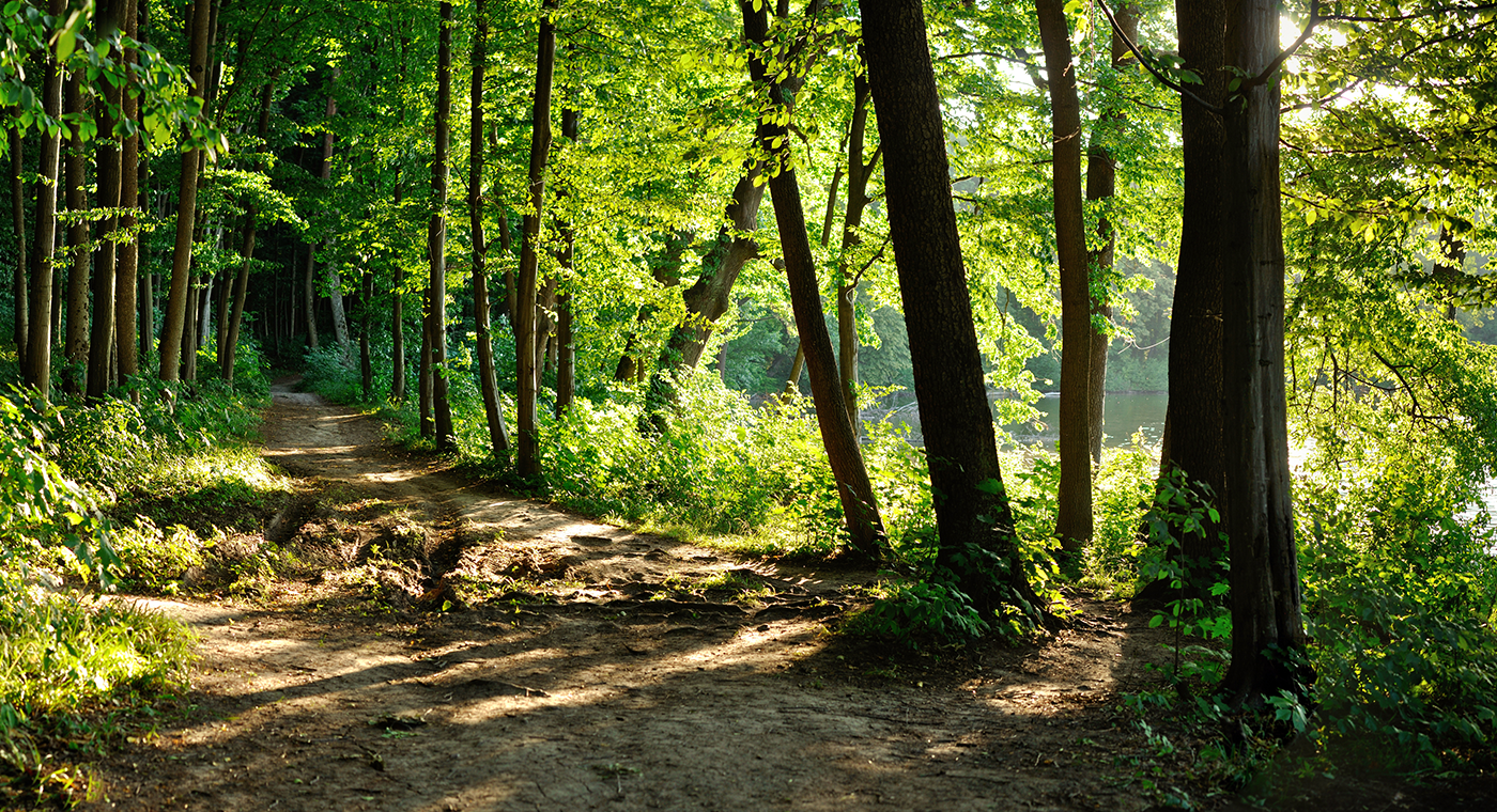 trail in a forest by a lake